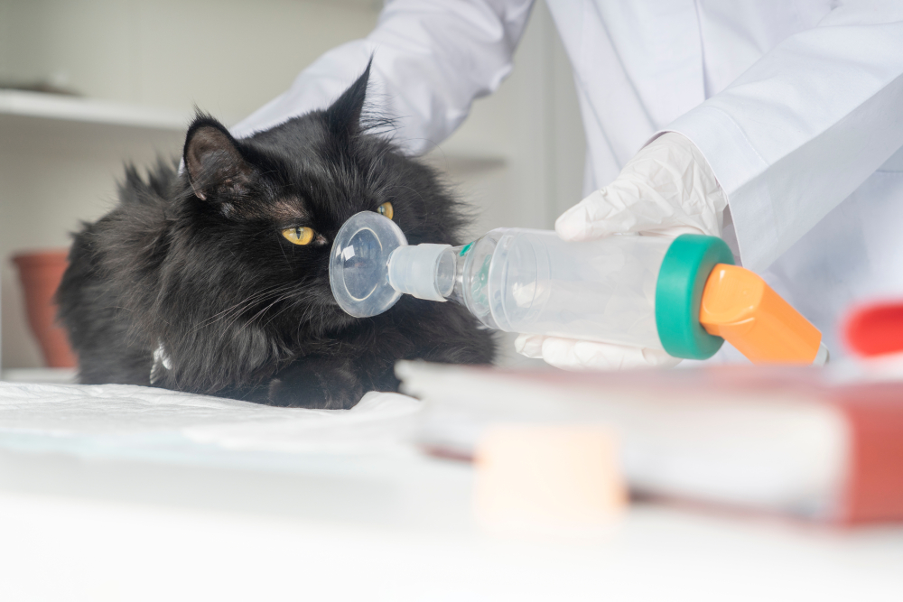Veterinarian administering an inhaler to a cat during treatment for asthma or other respiratory issues, demonstrating supportive care for feline breathing conditions.