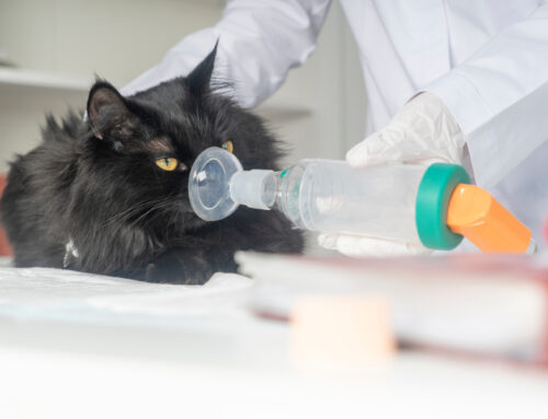Understanding Feline Asthma: Symptoms and Management
