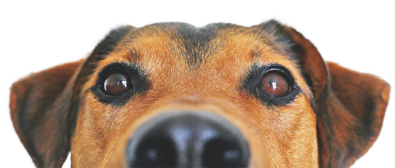 isolated-dog-close-up