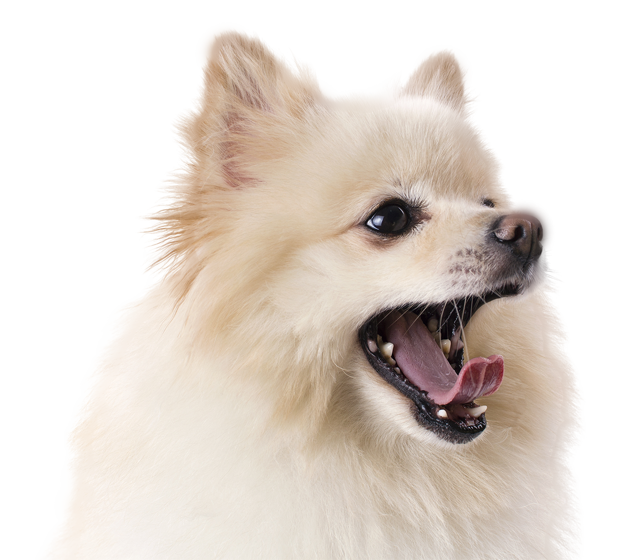 pom-png