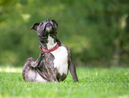 Why Is My Pet So Itchy? Common Pet Allergy Questions