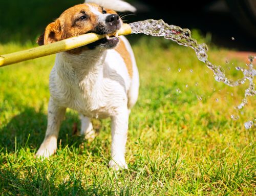5 Summer Heat Safety Tips for Pets