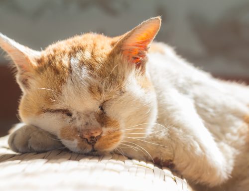 Forgetful Felines and Confused Canines: Cognitive Dysfunction in Pets