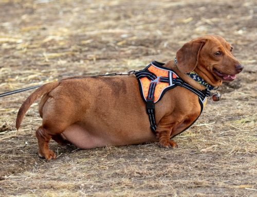 Pudgy Perils: 5 Health Risks Affecting Obese Pets