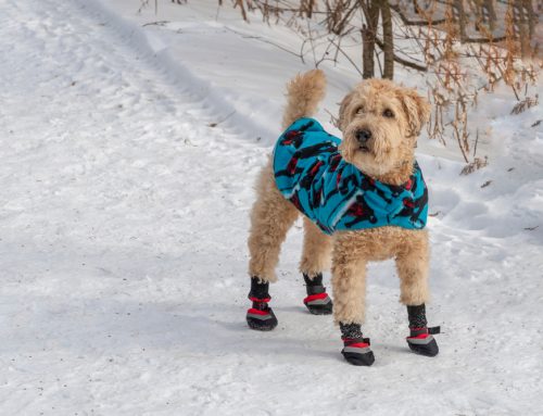 Nose-to-Tail Cold-Weather Pet Safety