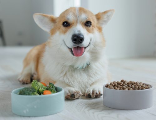 Fur-Real Talk About Pet Nutrition Myths