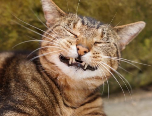 Unraveling the Mystery of Resorptive Lesions: How to Keep Your Cat Smiling