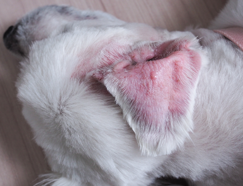 Understanding Ear Hematomas in Dogs: Expert Insights