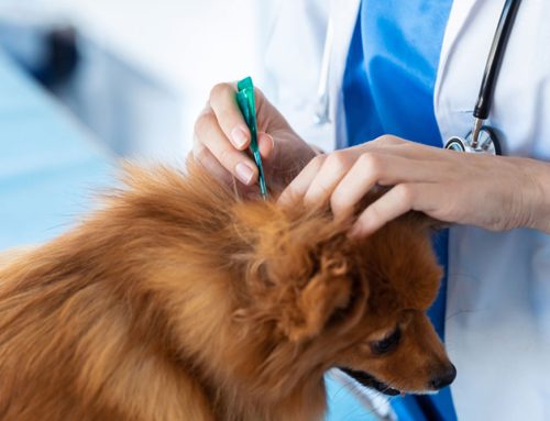 Flea Allergy Dermatitis: Why Prevention is the Best Treatment