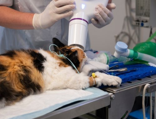 Is Your Pet Hiding a Dental Secret? The Importance of Dental X-Rays
