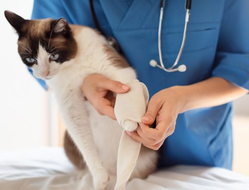 Common Causes of Limping in Pets and How Diagnostics Help