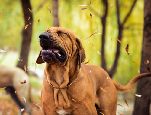 Seasonal Allergies: Helping Pets Cope During Allergy Season