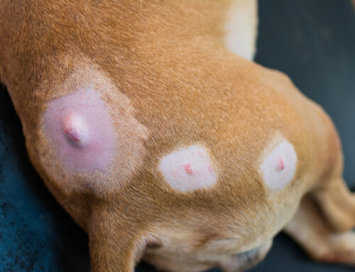 Skin Masses: When to Be Concerned About Your Pet’s Lumps and Bumps
