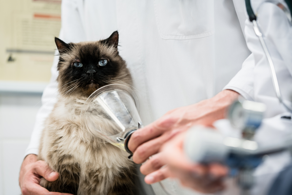 Veterinarian examining a cat’s health by checking for symptoms of disease during a clinical consultation at a veterinary clinic.
